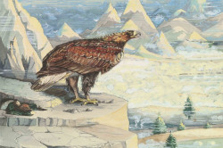 Aguila