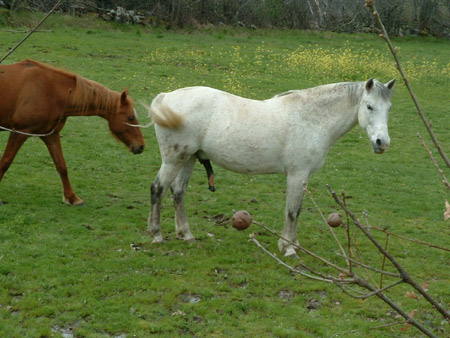 Sombragrís, Señor de los caballos